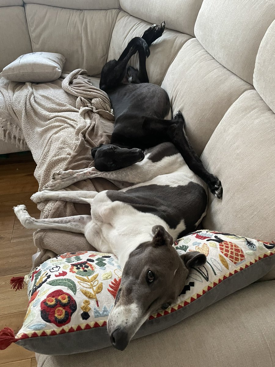 Have greyhounds they said, make sure you have a big sofa! How do your dogs cuddle? 

#retirednotrescued #greyhounds #bestdogsever