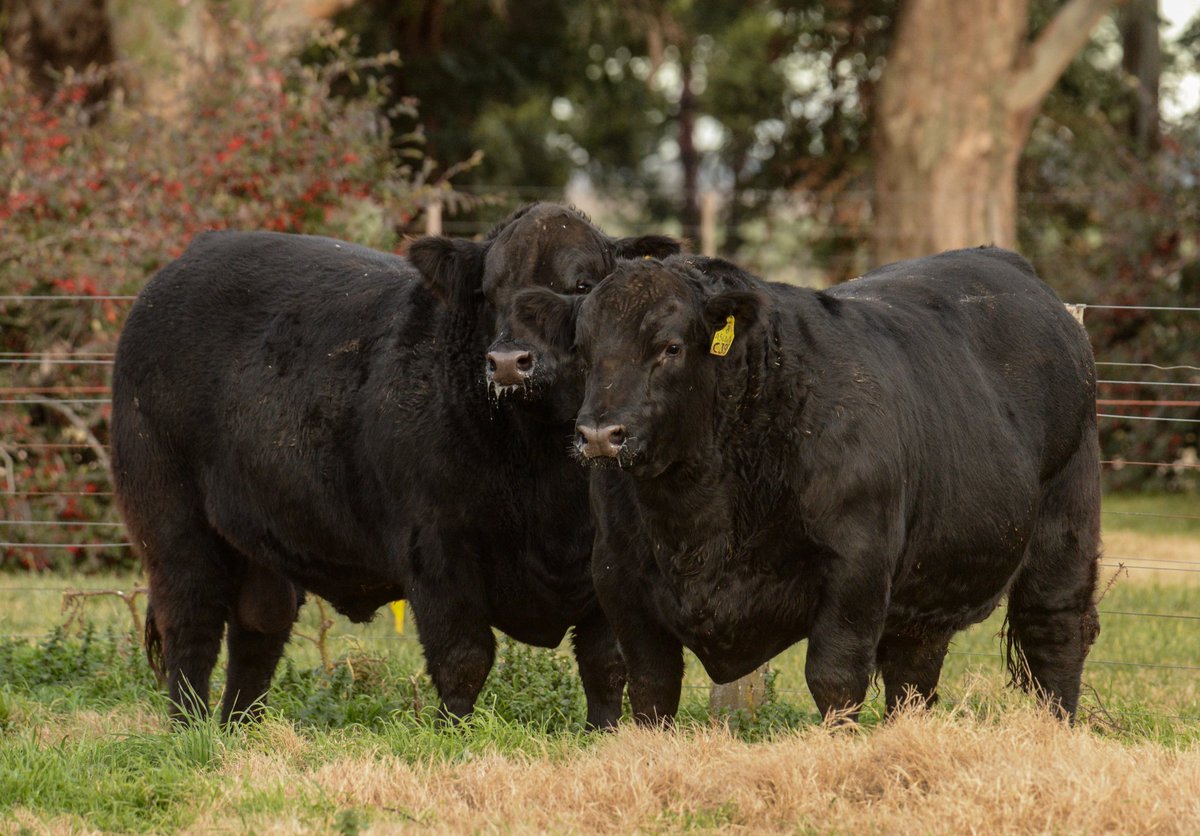 PalabraRural's tweet photo. Un poco de toros Angus PP de Cabaña TRES MARÍAS de Gutierrez para su Remate Anual a realizarse en el propio establecimiento rural ubicado en cercanías de Cnel Rodolfo Bunge (Bs As)
Será el el 15 de agosto 
Rematará @alfredosmondino 
@robertomondino https://t.co/SoKyszASU7