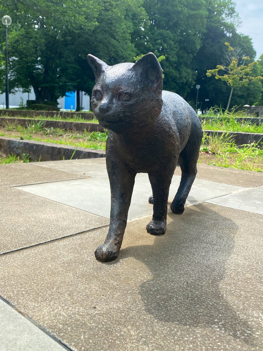 🐈‍⬛🐈‍⬛🐈🐈🐈😻😻🥰🥰🥰😍😍😍😍