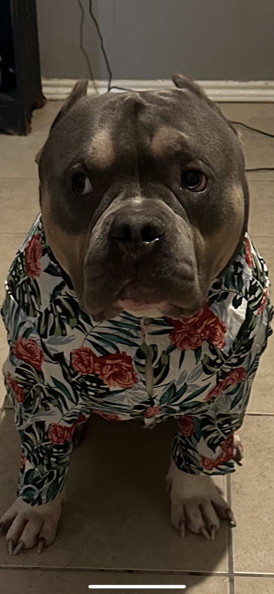 albert_327's tweet photo. @stevewilldoit He’s beach ready 😛 https://t.co/UK4fKTPTdU