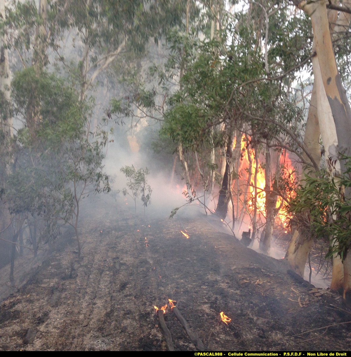 asso_psfdf's tweet photo. 🔴EN DIRECT !!
Un feu de brousse est en cours, sur la commune de #koumac (Nouvelle-#calédonie 988).
5 hectares parcourus par l'incendie.
Une dizaine de pompiers sont actuellement mobilisés.
___
- Évitez le secteur.
- Facilitez l’accès aux services de secours.
⤵️ Suivis:
https://t.co/gTMRILBdWo
#FeuxDeForêt #incendie #SDIS