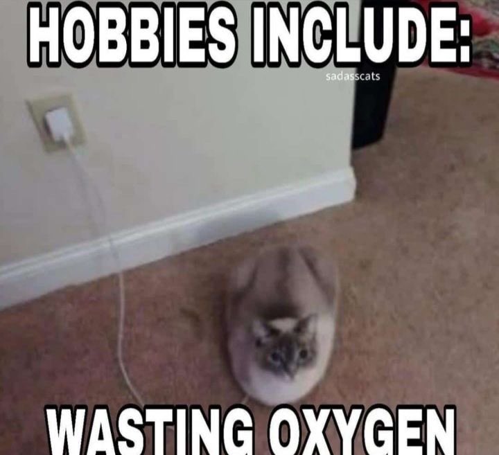 chaotic cats (@chaoticcatpics) on Twitter photo 