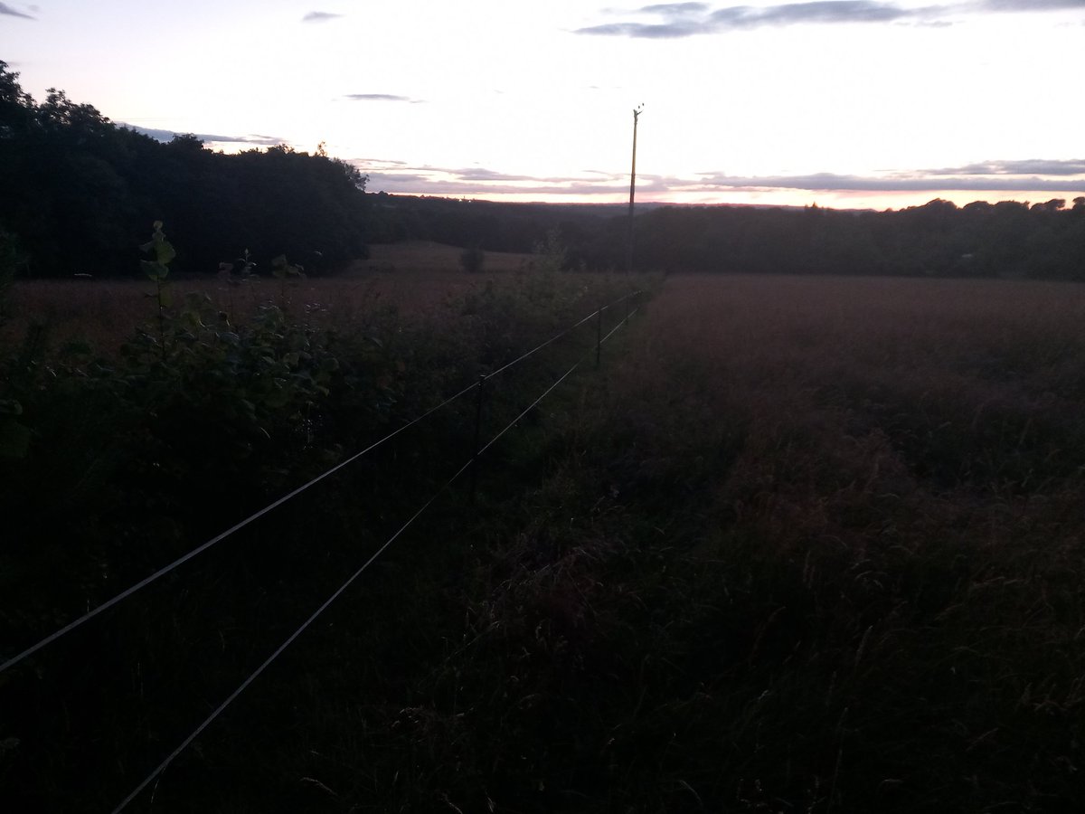 AdamLinnet1's tweet image. 10pm on a Sunday, out maintaining this electric fence; there so the hedge isn't browsed. Cutting around wildflowers (birds-foot trefoil, rattle, knapweed) so they can thrive and spread #PuttingInWork #NatureFriendlyFarming