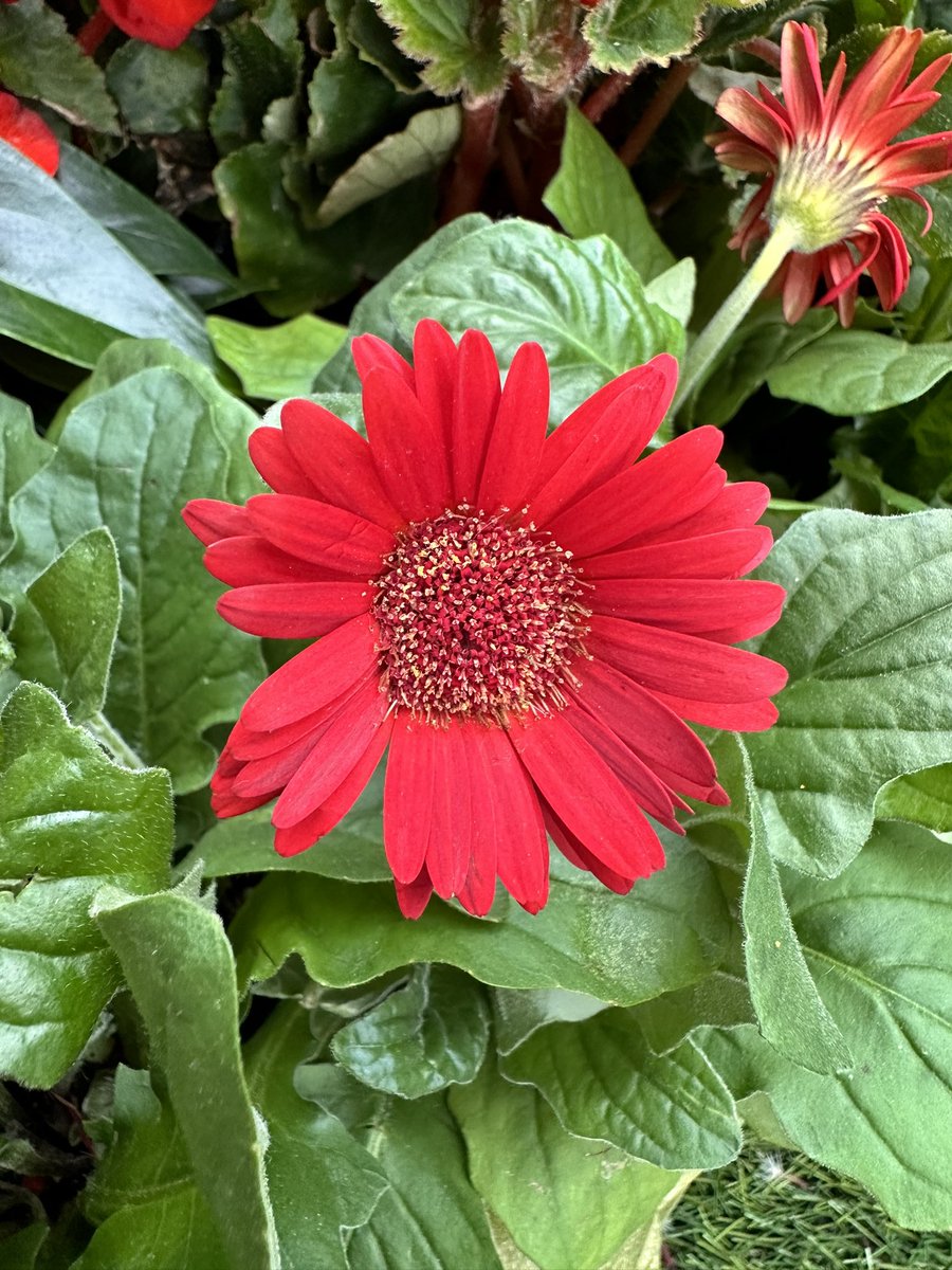 rika_miy's tweet photo. 小さい赤 😊
#small #小さい #red #赤色 #aflower #花 https://t.co/JYEVy0mFHu
