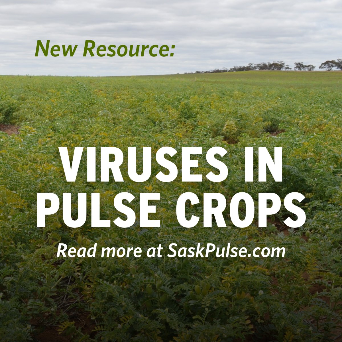 Under the weather with a summer virus? Your pulse crop might be too. Learn more about viral infections in pulses, how to identify them, and the risks they pose to your bottom line here: ow.ly/rfp550SjgRE