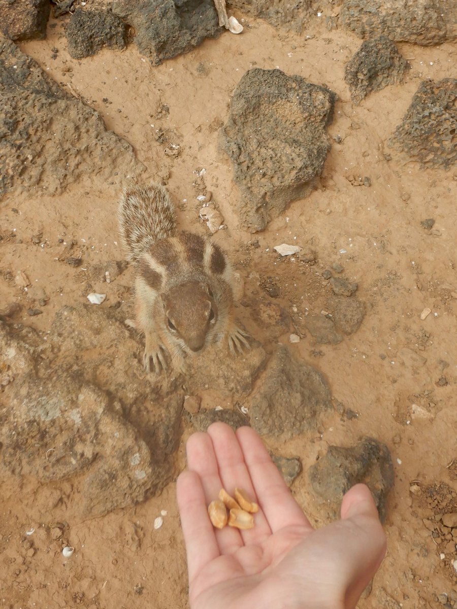 persfne's tweet photo. junio🐿️🧴🍵 (fuerteventura y gran canaria) https://t.co/N4hGf6ybRD