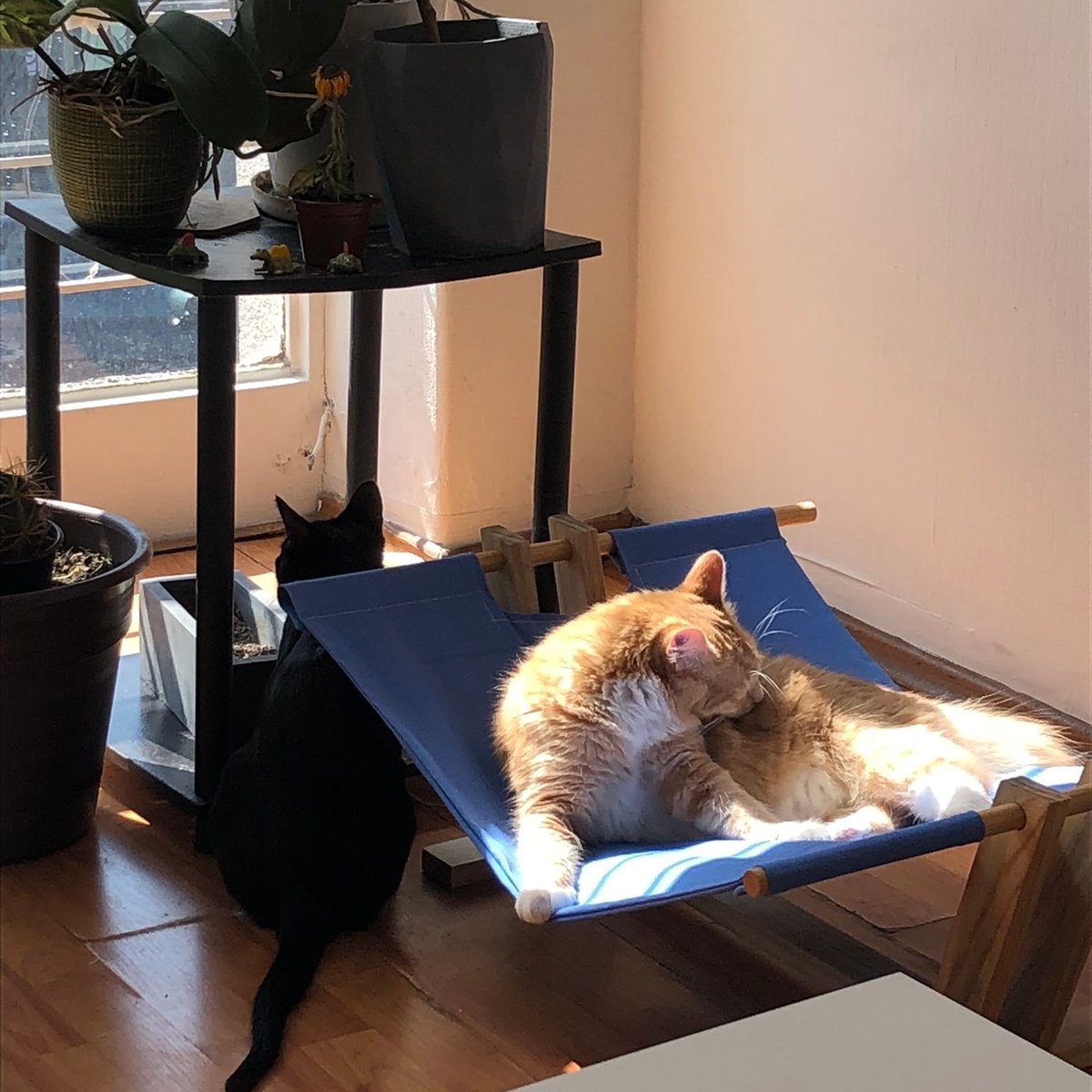 LHamacats's tweet photo. Muy rico y toda la cosa pero lo que yo quería era una #Hamacat
#Hamacats
#camasparagatos
#camasparamascotas
#hechoenmexico
#hechoconamor
#hechoamano https://t.co/9fKTLFIt28