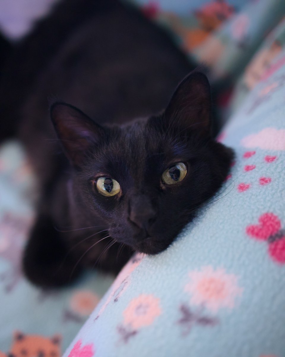 ShadowCatsTexas's tweet photo. Shadow just can't seem to get off the couch today. #shadowcat #couchtime #void https://t.co/6Bnr4k2K7x
