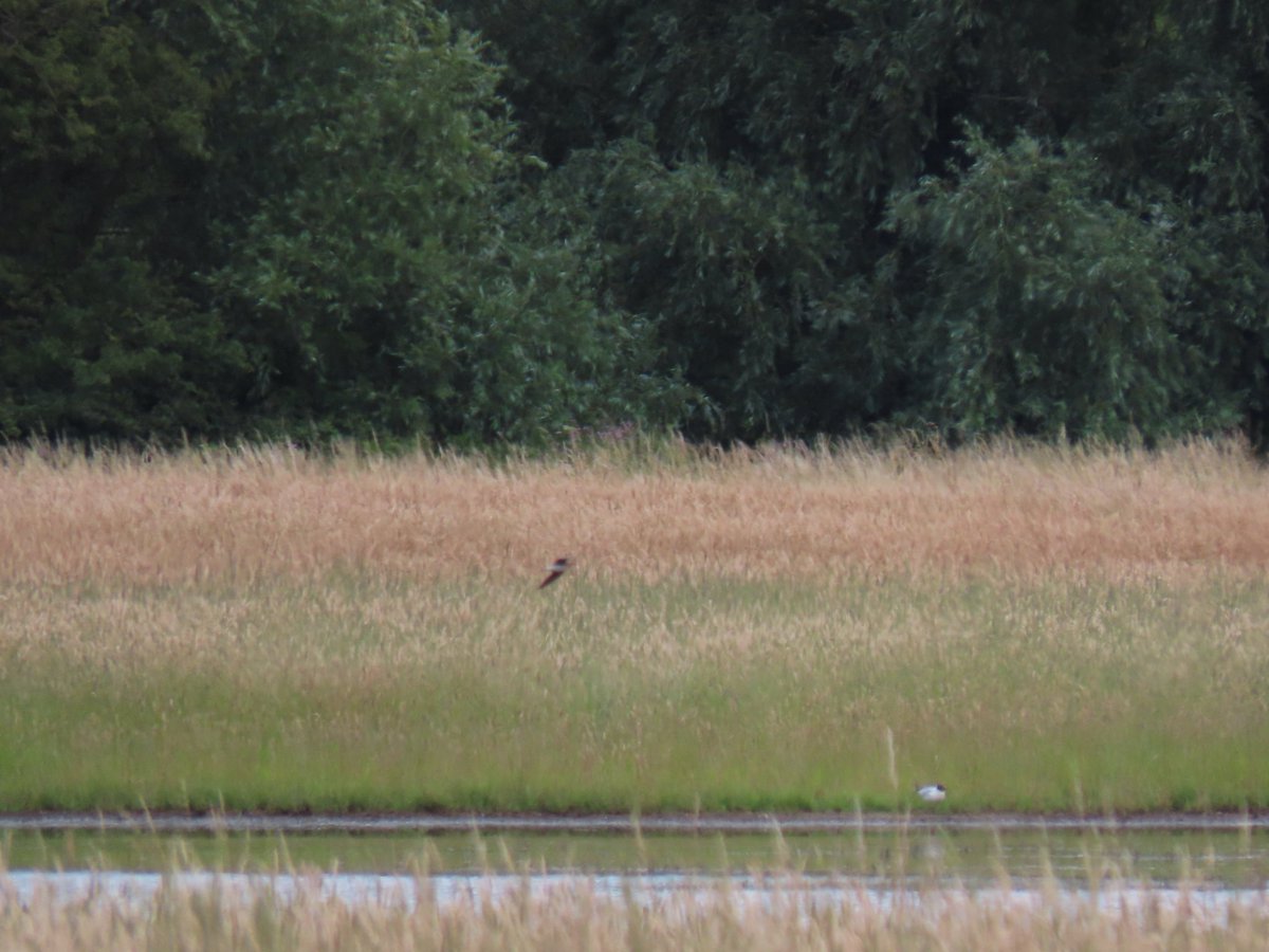 bevw131's tweet photo. Distant shot and video of the Black-Winged Pratincole at Finningley Pits today @peter_maugham @NottsBirders @RareBirdAlertUK https://t.co/4po1dx6LMN