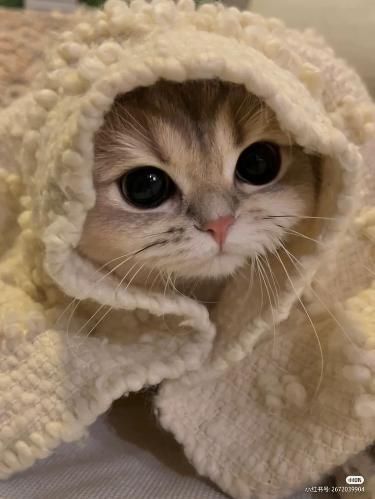 ≪ɭє๓๏ภ≫ | Pet sitting open ^^🥀 tweet media