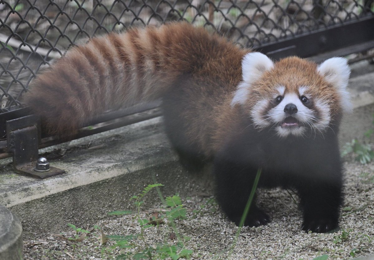 RedHotBasil's tweet image. Just bein' a goofy lil orb~