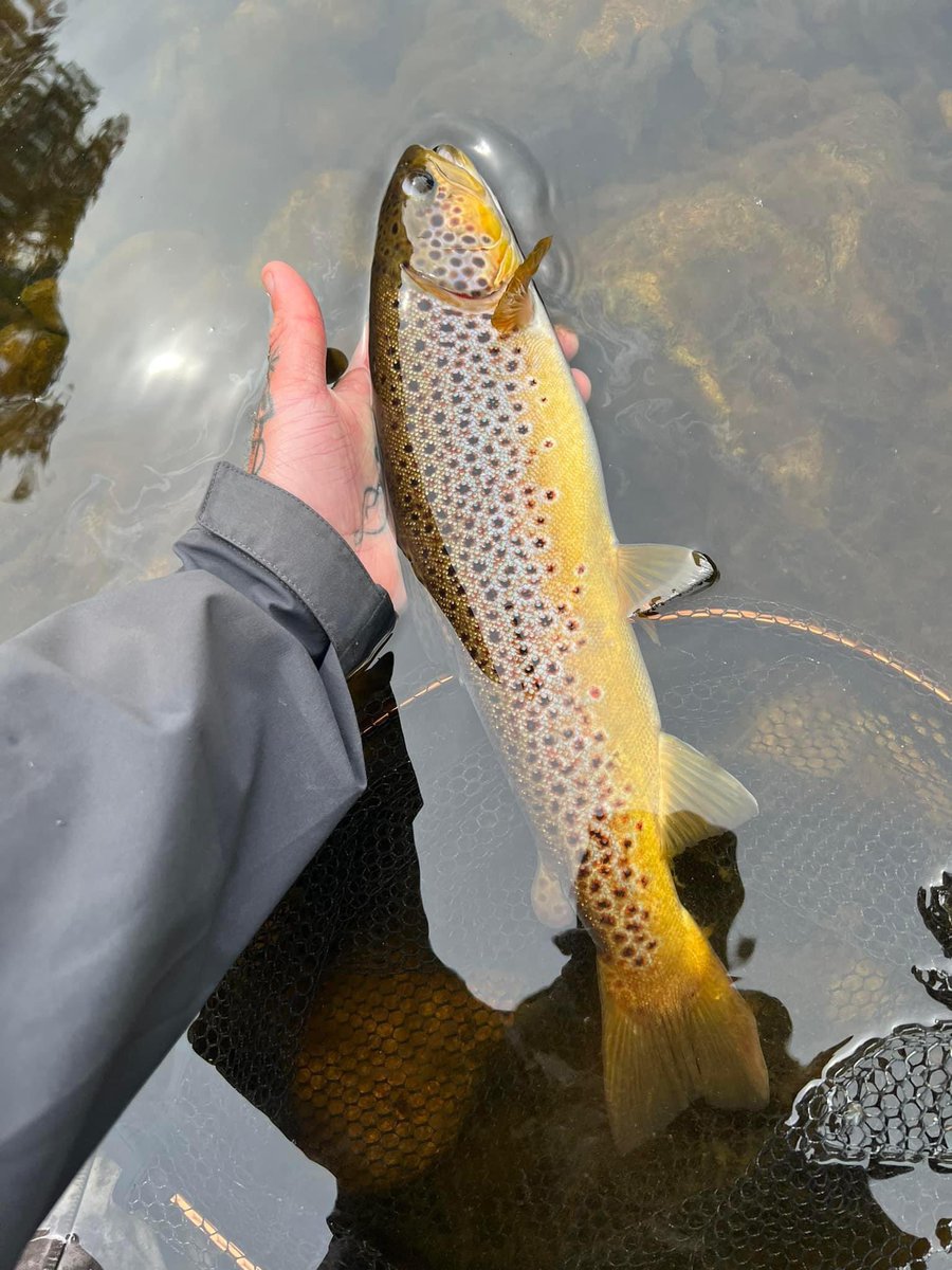 Richmond and District Angling Society tweet media