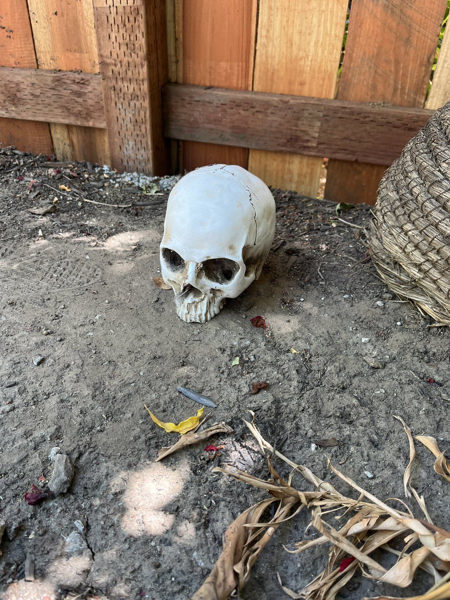 been needing a new skull thanks <a href="/Garrett_Watts/">Garrett Watts</a>!!