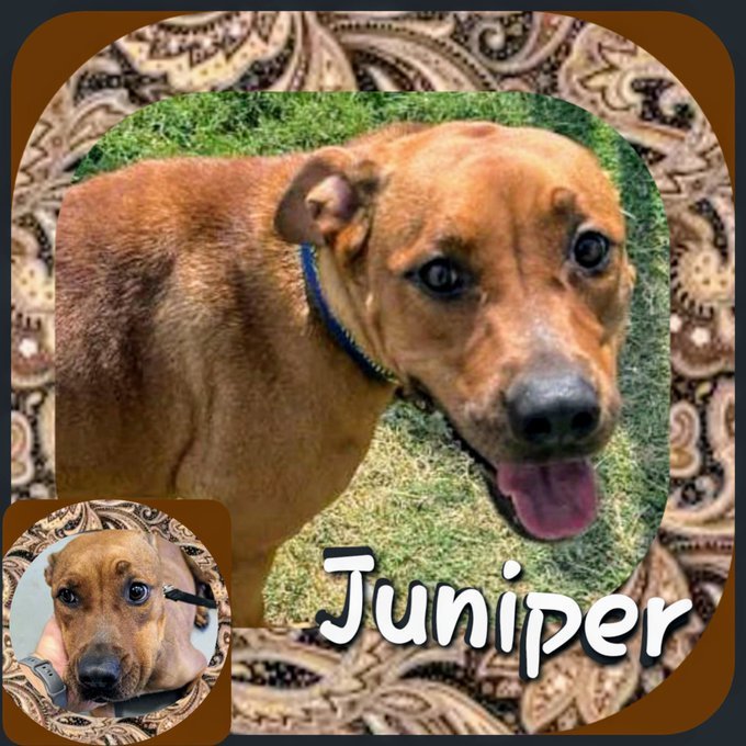 rothfarms's tweet photo. 🚨⏰JUNIPER #A368992 Rhodesian Ridgeback Female ONE-1/2 YEAR YOUNG scheduled to FRIDAY 7/12 just cuz she's high energy🖤😫 But SWEET🥰 as 🍬 candy #Bery
PLEASE 🙏 PLEDGE for ResQ Adopt JUNIPER at CORPUS CHRISTI AC 📧 ccacsrescues@cctexas.com 📞 361-826-4630 https://t.co/aCMF0CrpoU