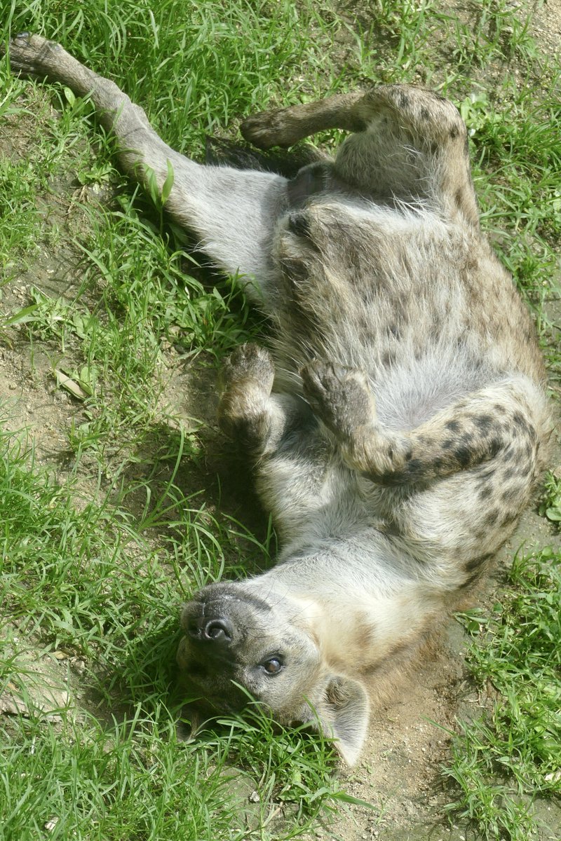 おはレイ君🐾
#ブチハイエナ
#Spottedhyena
#ハイエナ地位向上委員会
#天王寺動物園
