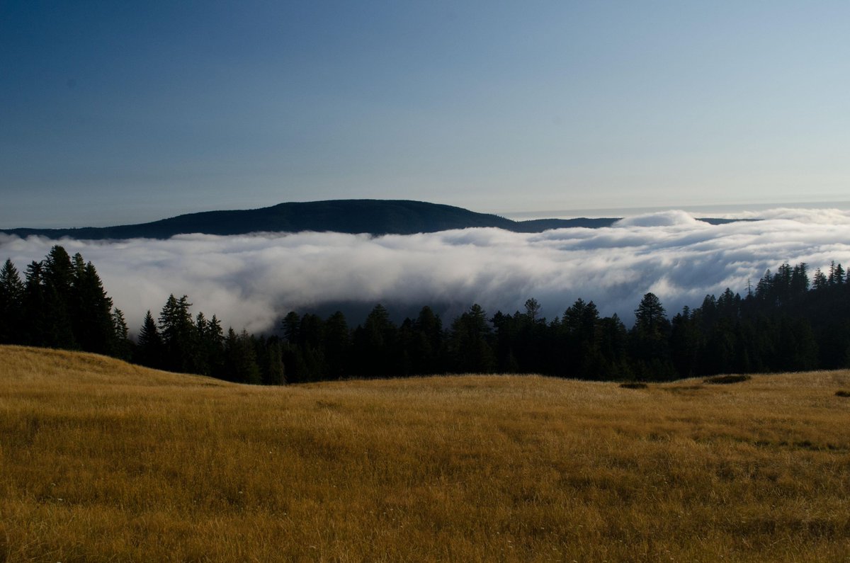 LWynn57077's tweet photo. Feeling parched? Ranger Liam describes why fog is vital to the survival of the redwoods

#SeasonalSplendor
#SunnySpringDays
#SpringSnap
#FloralFrames
#GardenGlow
#SpringScenes
#NatureInFocus
#BlossomMoments https://t.co/cK1V4bkheF