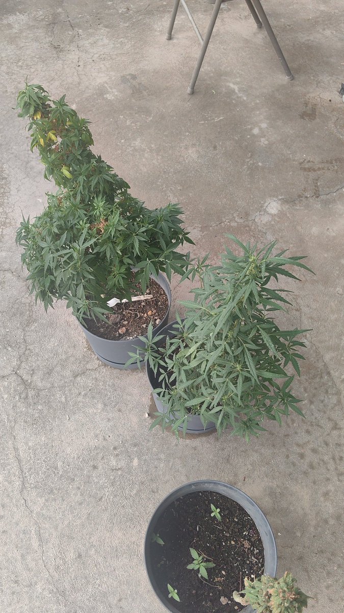 pacorro202's tweet photo. Creo que soy el único wey que no le gusta fumar, pero se siente la señara de plantas y puso unas para ver si podia https://t.co/KWHqSCja8Y