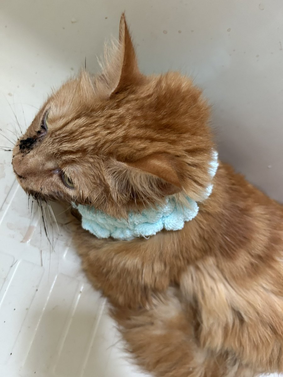 pocomomomo's tweet image. 朝目が覚めてちゃももが穏やかにしているのを確認して、今日も一緒にいられるとほっとする…
横たわることしかできずほとんど動けなくなってしまった今の姿を見ていると、胸が締め付けられるような気持ちになるけれど、それでもちゃちゃが頑張っているならいつだって一緒にいるからね