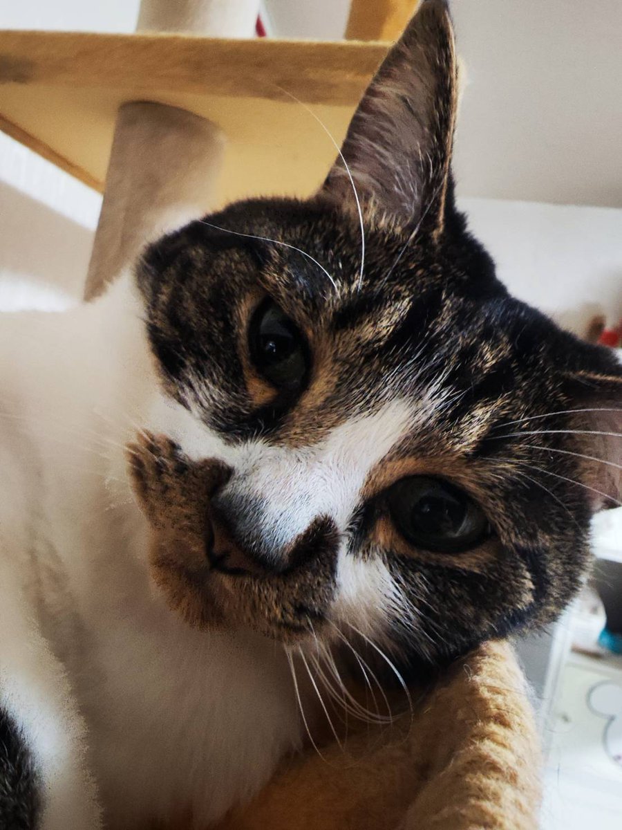 4UAM4ZfreUoZLdg's tweet image. こんにちにゃん
 #猫が好き 
 #CatTwitter