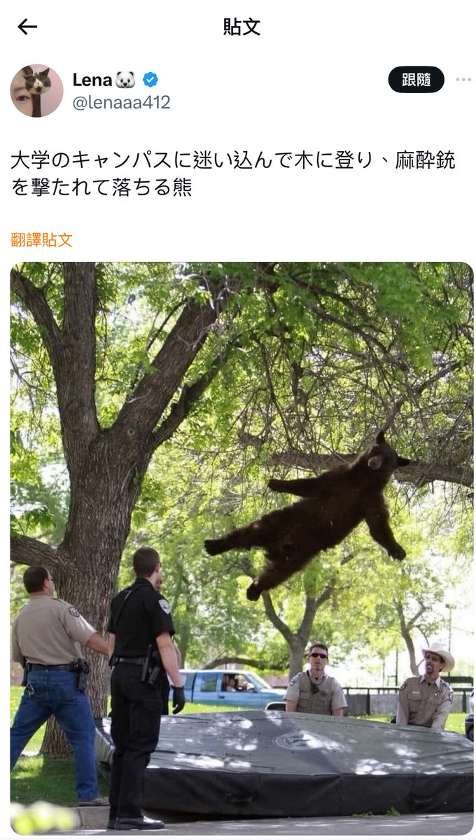 Post by 新細敏體on X: 隱山飛熊真實存在