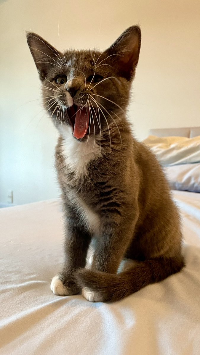 alpha grace tweet media