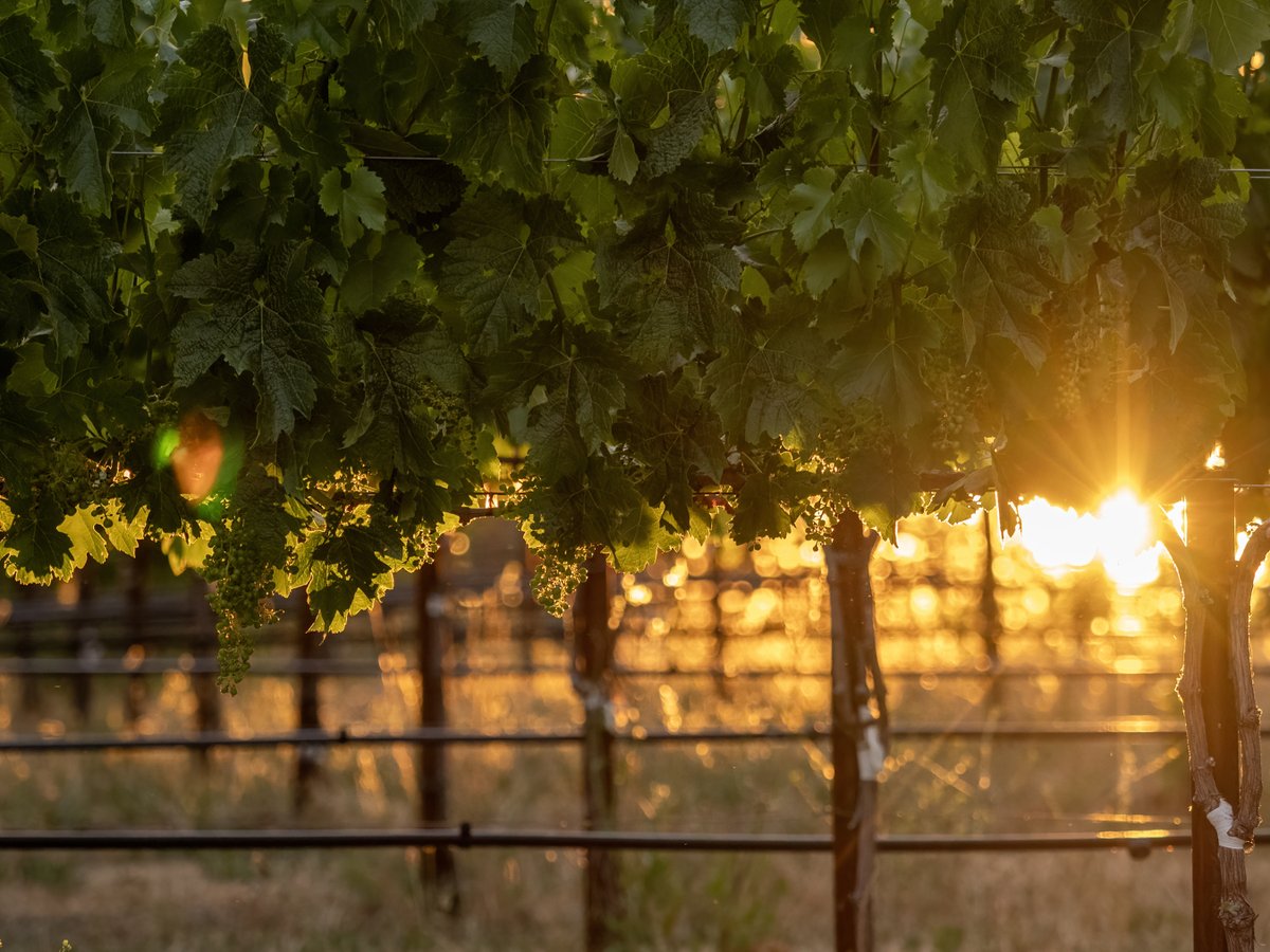 Pride Wines tweet media