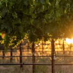 Photo by Pride Wines (@pridewines)
