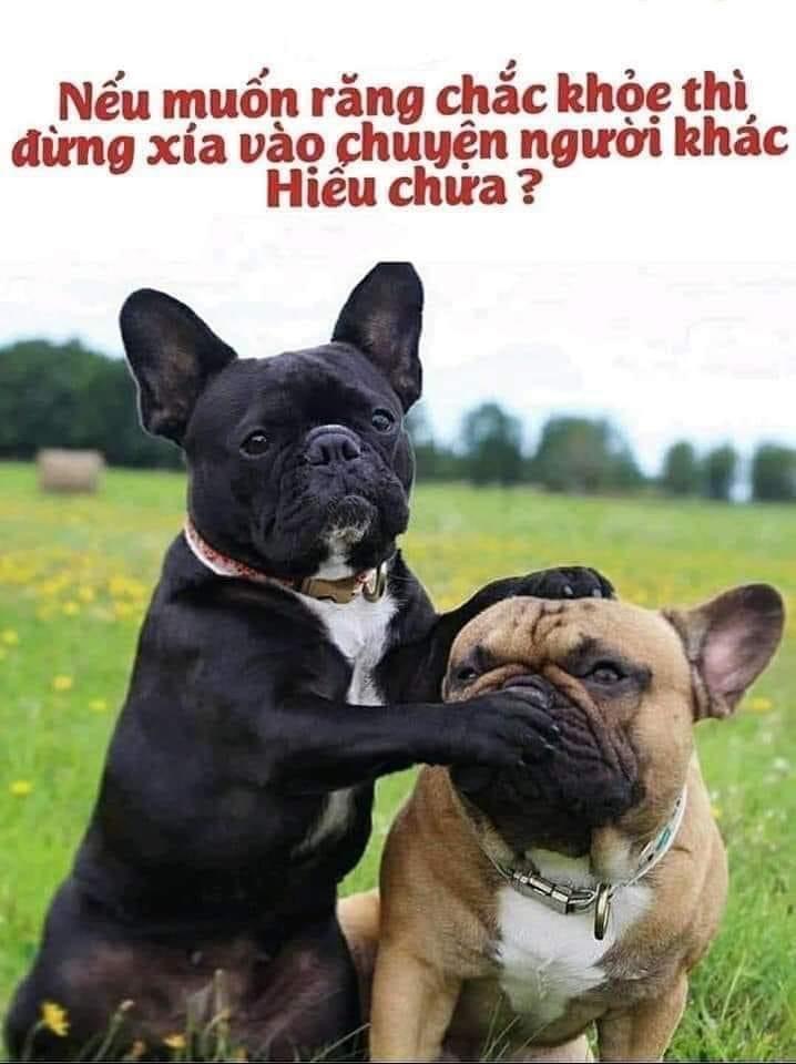 Hiểu chưa