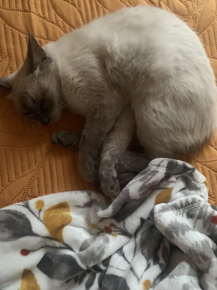 DMarian17's tweet photo. A veces me dan ganas de interrumpir su sueño, así como lo hace con el mío de madrugada.
#Keiry🐈
#CatLover https://t.co/ERMfK7qzpn