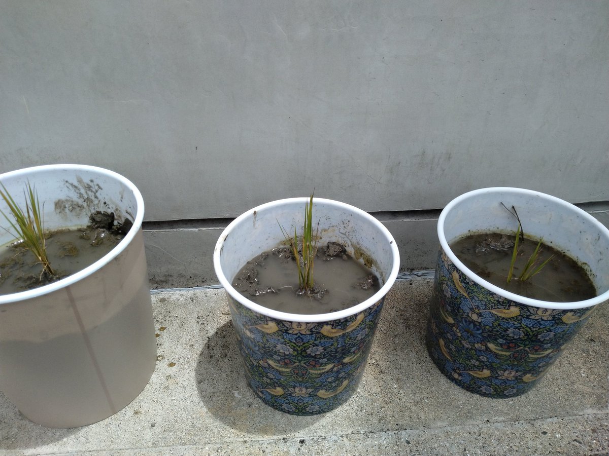 こんにちは！7月に入り暑い日が続きますね💦多久ではセミが鳴き始めました。そして！バケツ稲始めました🤗
夢しずくとさがびより。元気に育つようがんばります！
#バケツ稲
#佐賀県
#多久市