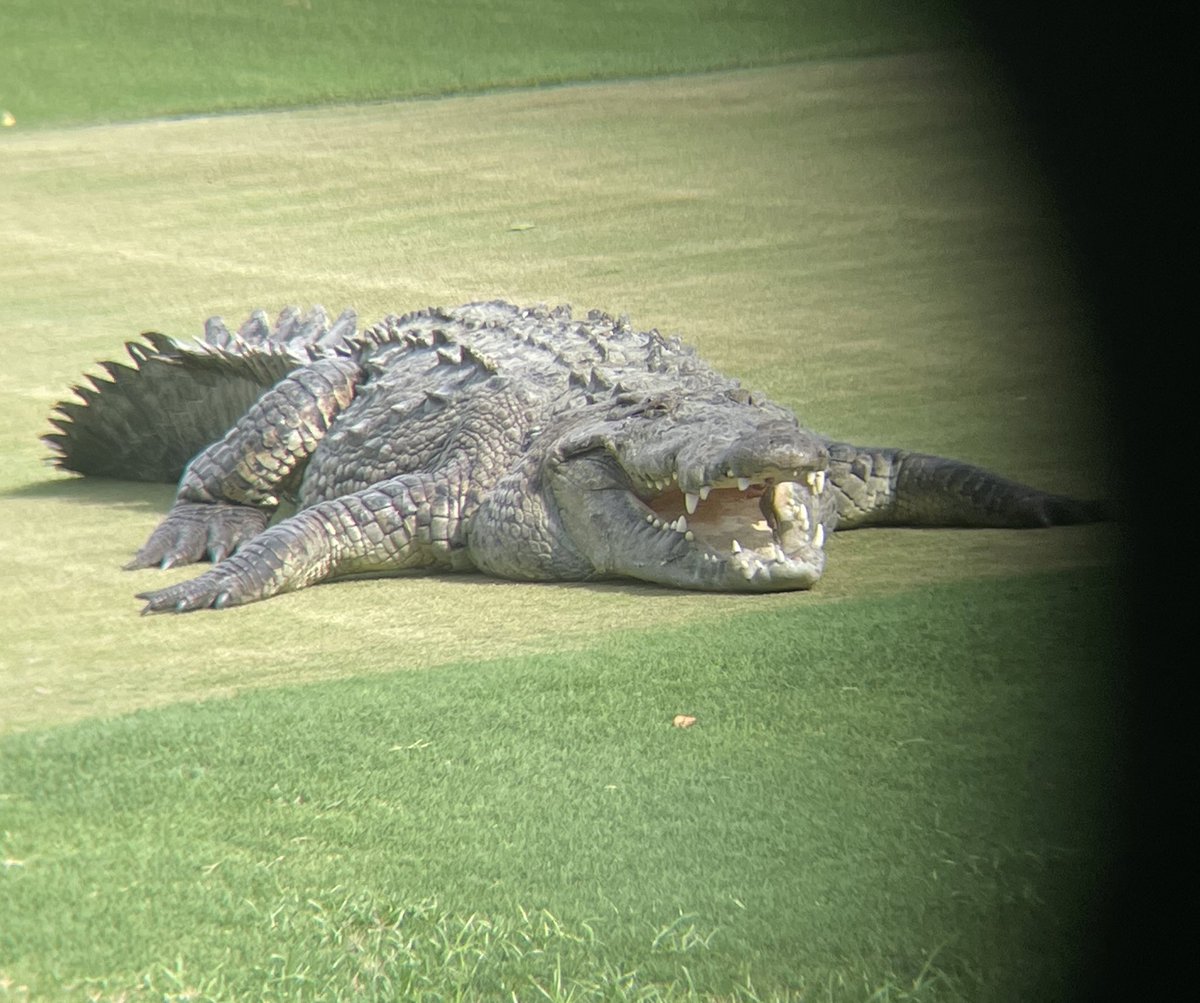 Diana Aguilar-Gómez tweet media