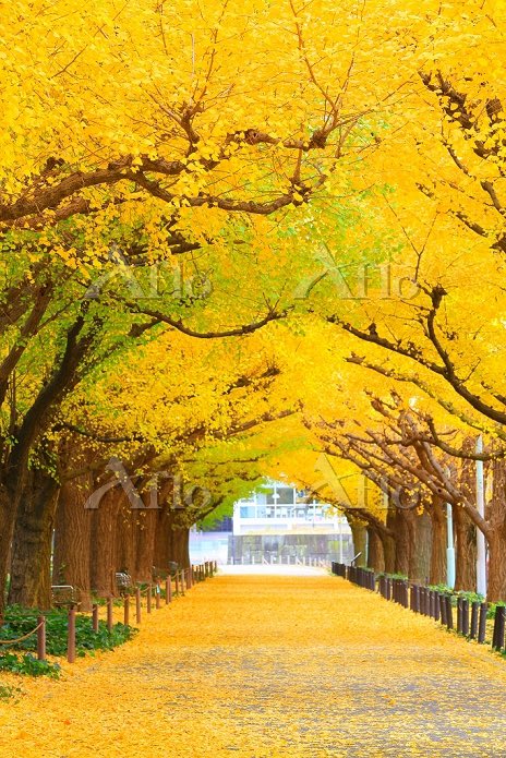 命を救います (@cat48781260) on Twitter photo 