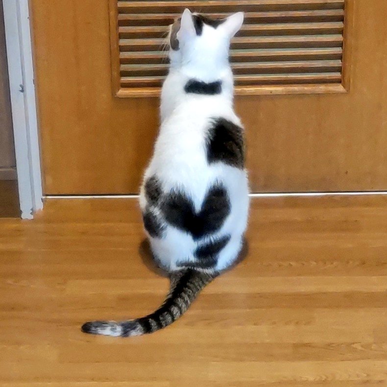 命を救います (@cat48781260) on Twitter photo 