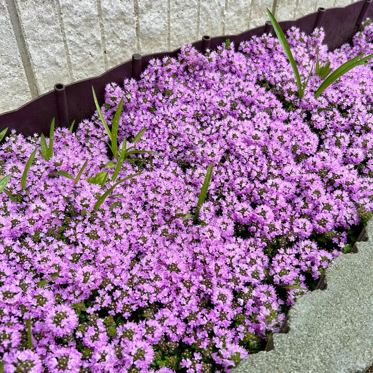 命を救います (@cat48781260) on Twitter photo 