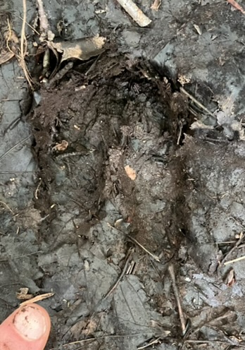 StanWillenbring's tweet photo. I am hard at work in New Hampshire, cleaning up brush and small trees for a homesite, nothing to post pics of in that regard.
But apparently I'll be trading adolescent male bears in Virginia, for adolescent female moose in NH.
I'll take it as a good omen.
I also met a chipmunk. https://t.co/V3kLBrcnSe