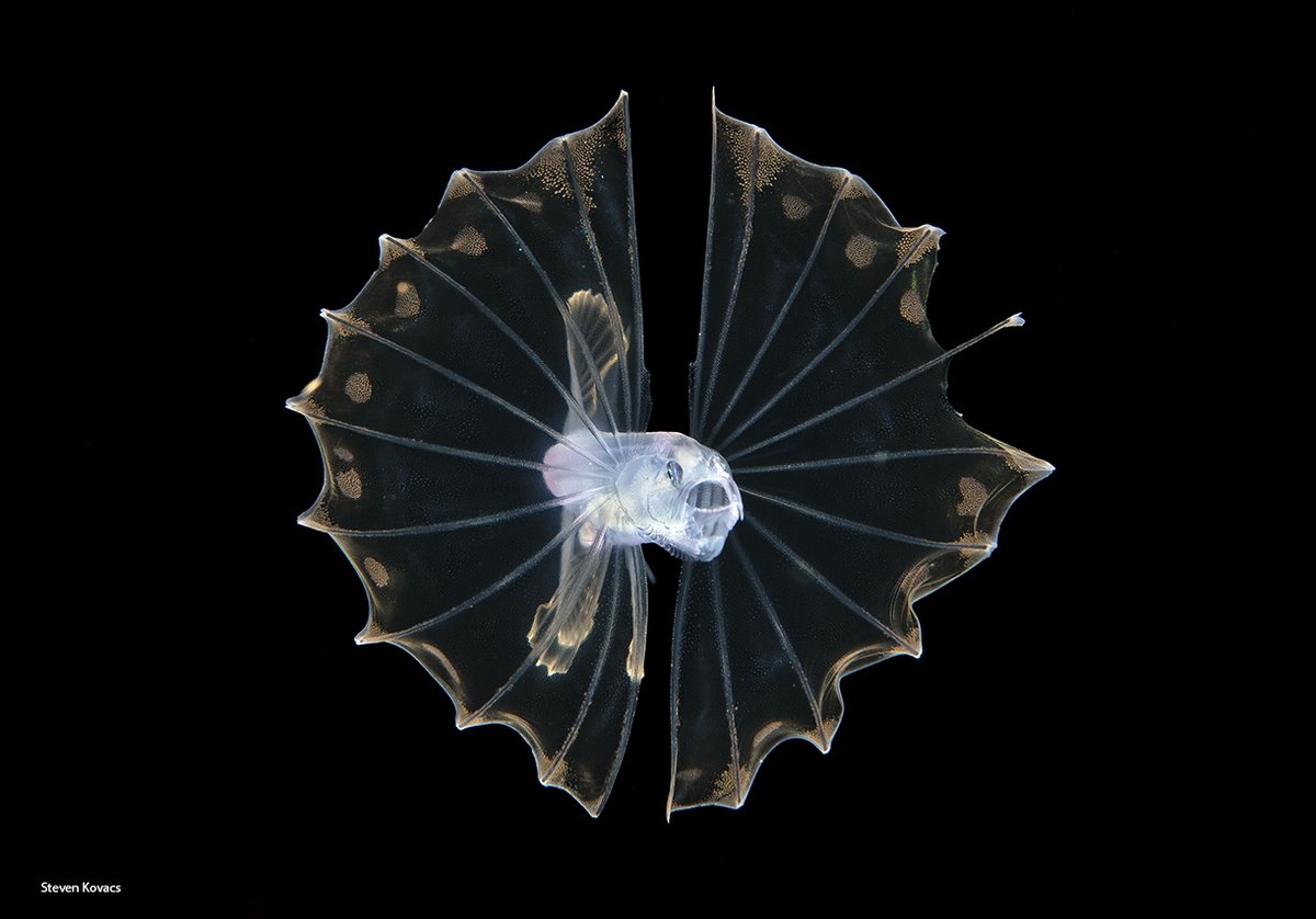 A beautiful Tripodfish with a slightly damaged fin. Blackwater dive off Palm Beach, Florida
#ikelite