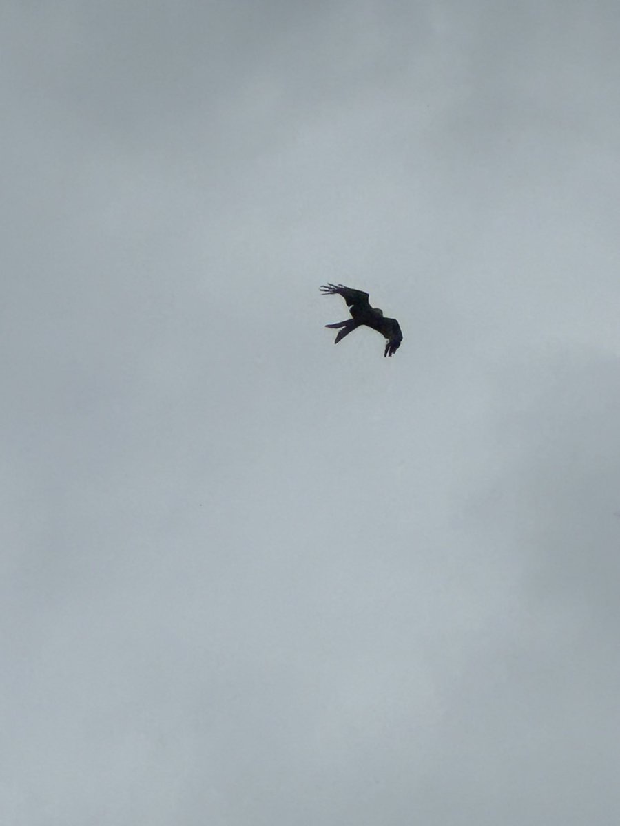Quality photo of a Red Kite from London the other day, very nearly got hit by a plane coming into LHR!