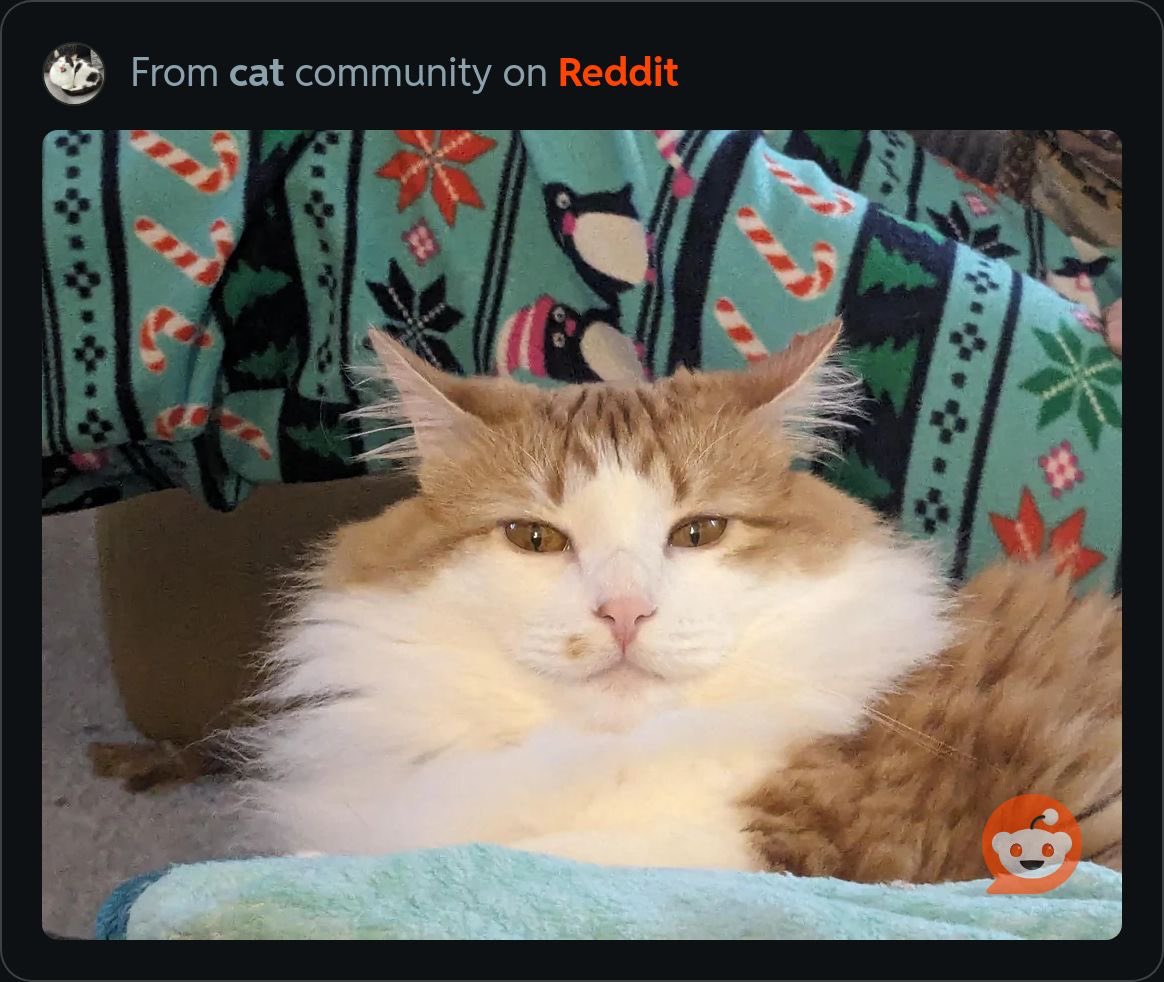 SketchmeApp's tweet photo. Kitty disappointed in you https://t.co/dRtF0FNq1w
