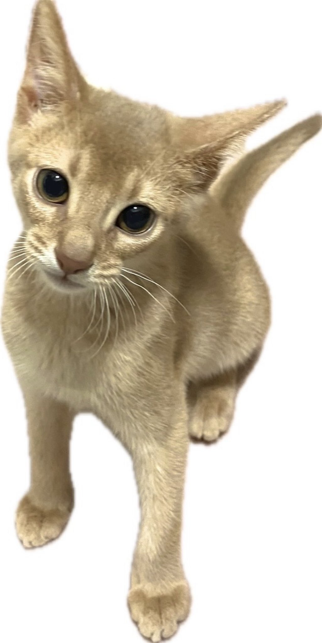 大神ミオ🌲9/10 1stLive『Our Sparkle』 on X: 