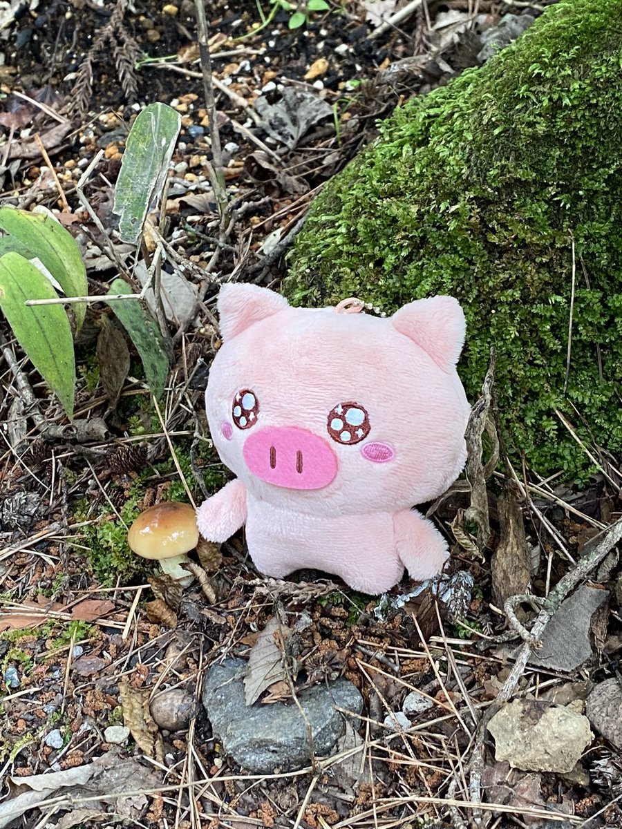 ishigakirinrin's tweet photo. #ぶたた 
おいら、今年もキノコ見つけた🍄‍🟫 https://t.co/a1ZvjJEQgF