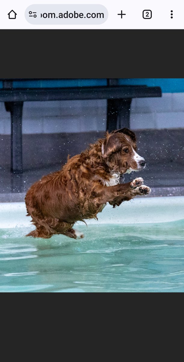 Susie The Cocker Spaniel tweet media