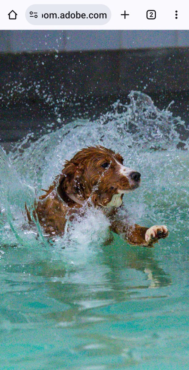 Susie The Cocker Spaniel tweet media