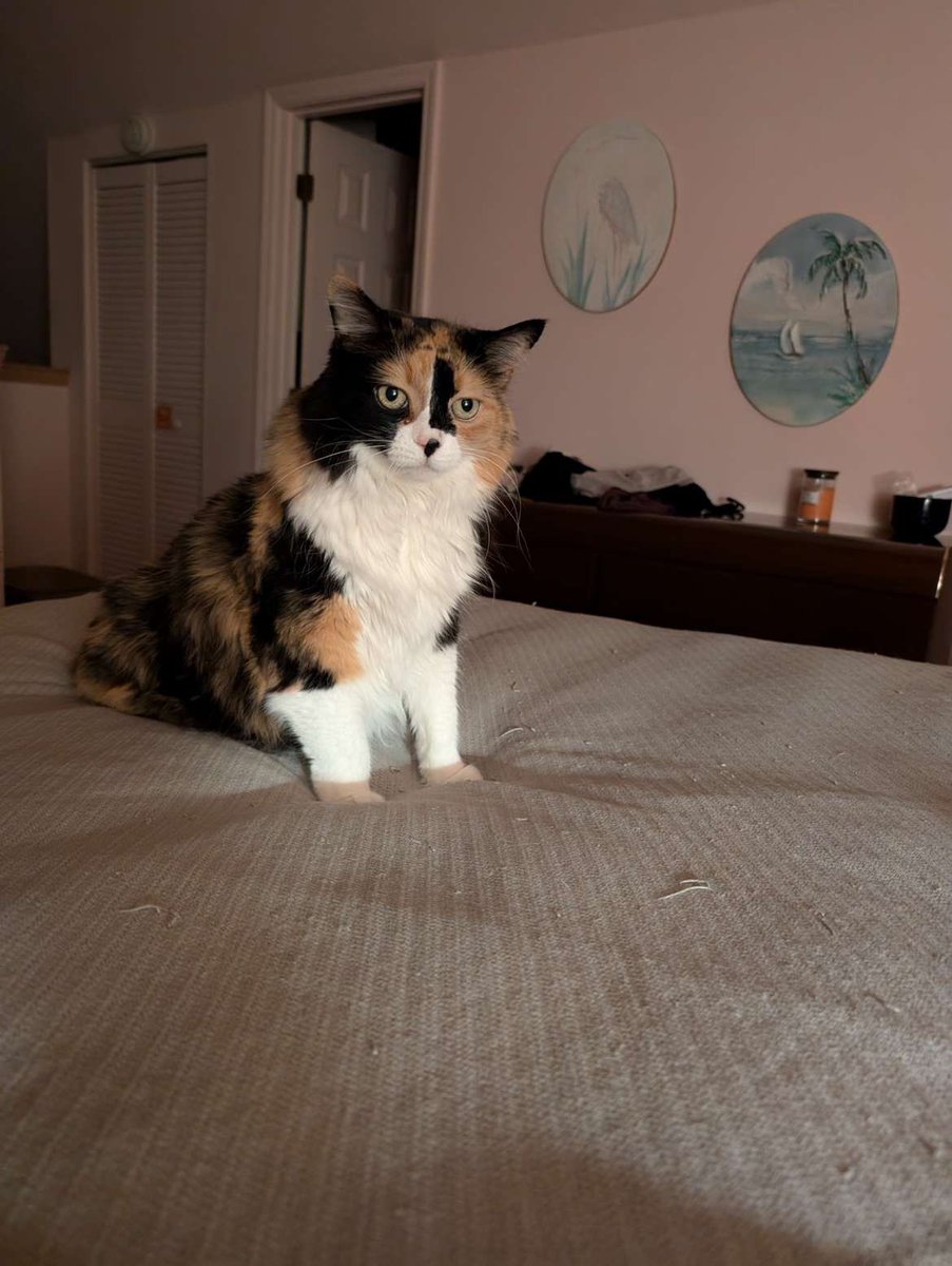 lindaworkerbee's tweet image. #PetsForBiden