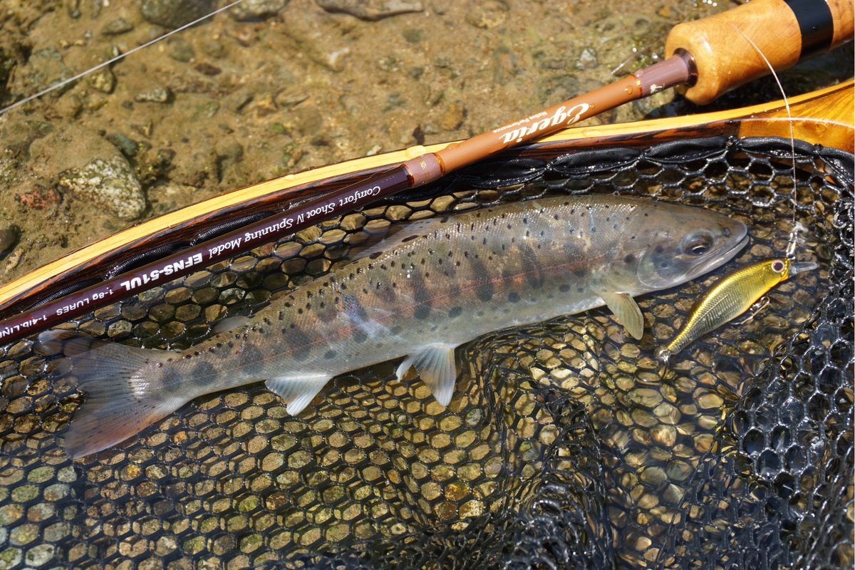 palms_global's tweet photo. Japanese native Trout “Yamame” with Alexandra in Japan 🇯🇵
Rod: Egeria 51UL
Lure: Alexandra 50HW
Thank you Tomoki !!
#palmsfishing #yamame #trout #troutfishing #troutlure #troutlures #truite #trucha #trota #forelle #adventuretravel @palms_japan https://t.co/3ctIGbVctN
