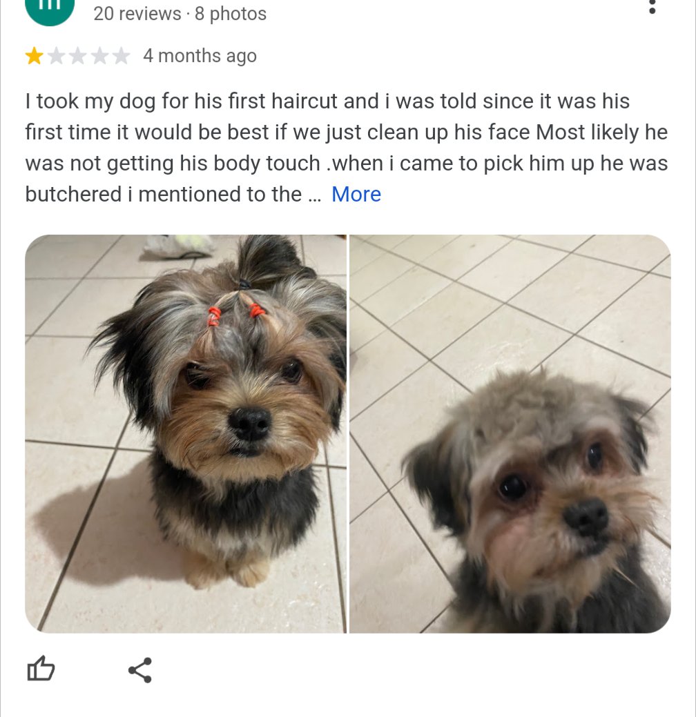 Looking for a #doggroomer and reading reviews ... I know I shouldn't laugh... BUT ...

...poor puppy....🤣
#dogs #yorky