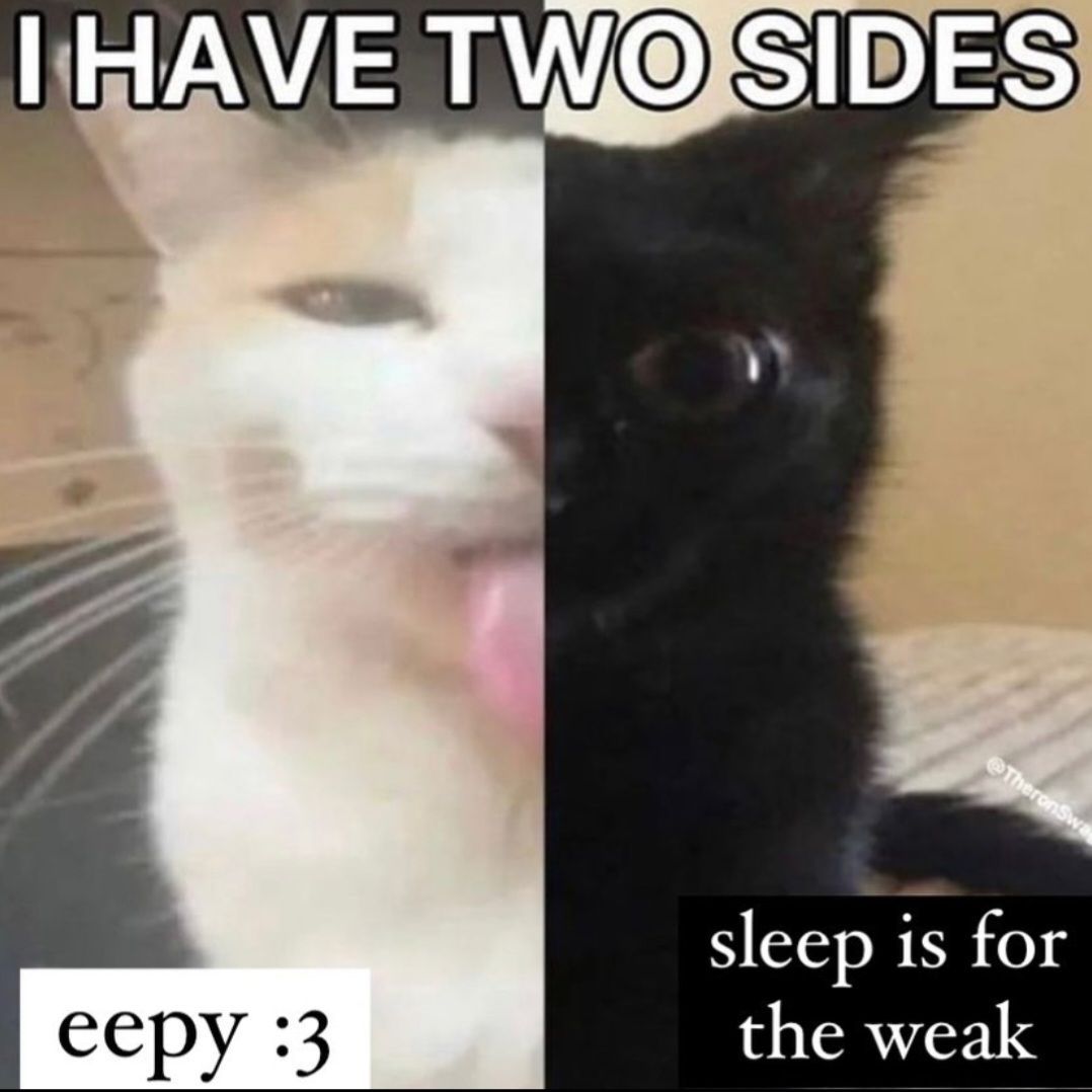 Punch Cat tweet media