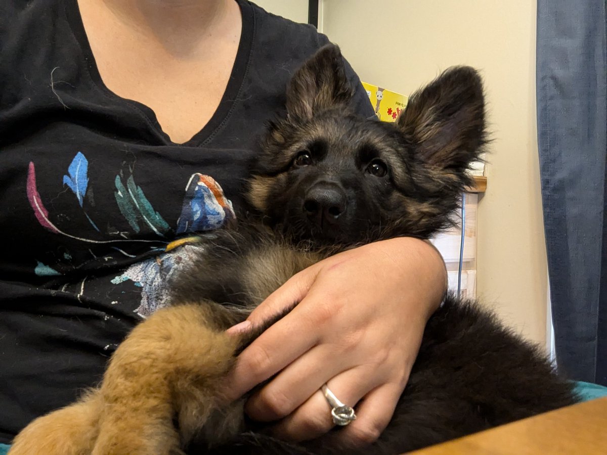 FoxycorgiXS's tweet photo. While playing my DommiMommy HalfOrc Brawler in the Pathfinder campaign tonight, I got to snuggle up with one of my besties new baby, Ookami. She was tuckered out from playing with with other pups
#dndplay #pathfindergame #gamenight #tabletopgaming #sleeypuppy https://t.co/8Mbo5Cbjfn