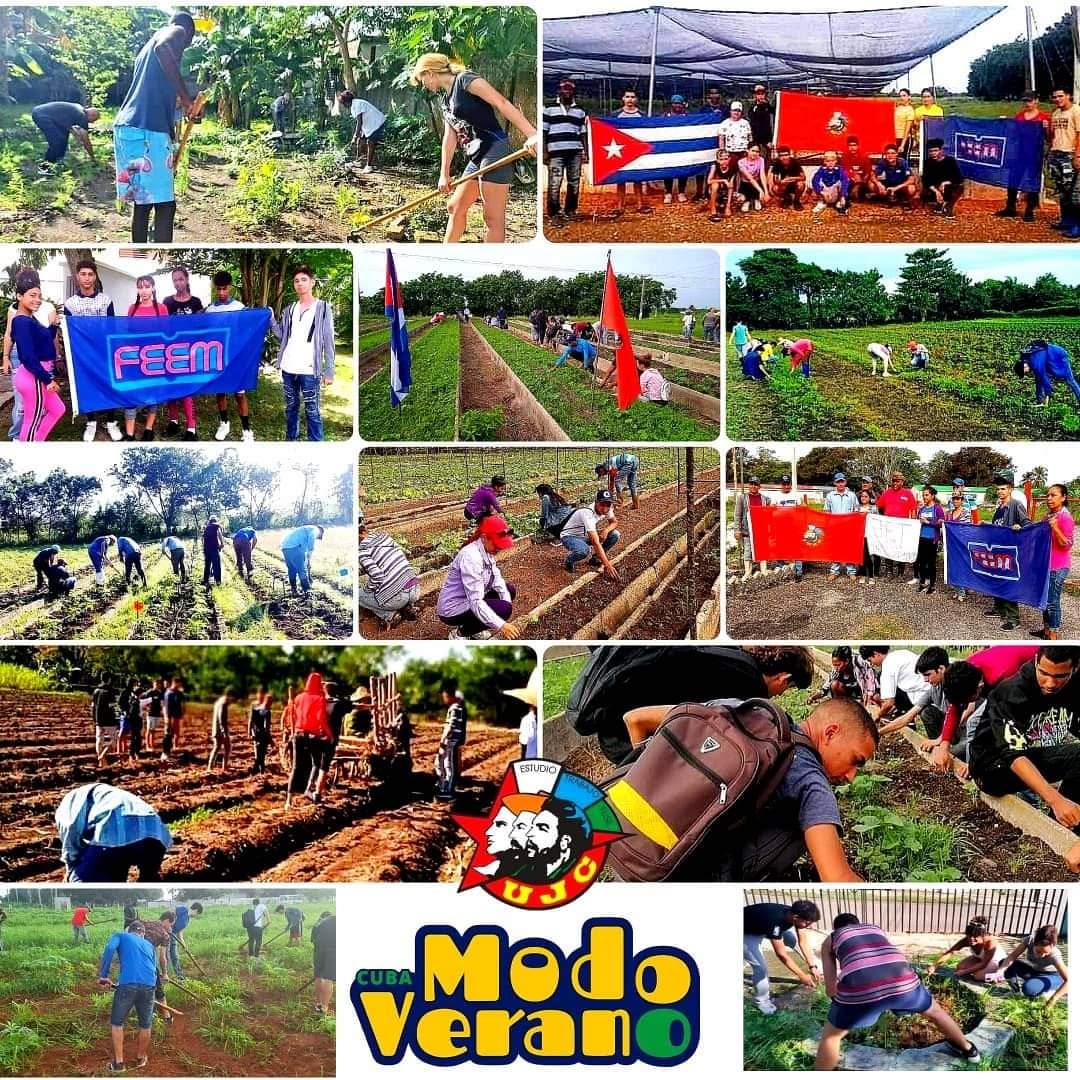 Nuestra juventud activada en #ModoVerano #ModoProductivo . <a href="/DiazCanelB/">Miguel Díaz-Canel Bermúdez</a> <a href="/DrRobertoMOjeda/">Dr. Roberto Morales Ojeda</a> <a href="/MMarreroCruz/">Manuel Marrero Cruz</a> <a href="/PartidoPCC/">Partido Comunista de Cuba</a> <a href="/IzquierdoAlons1/">Livan Izquierdo Alonso</a> <a href="/mariofsabines/">Mario Sabines Lorenzo</a>