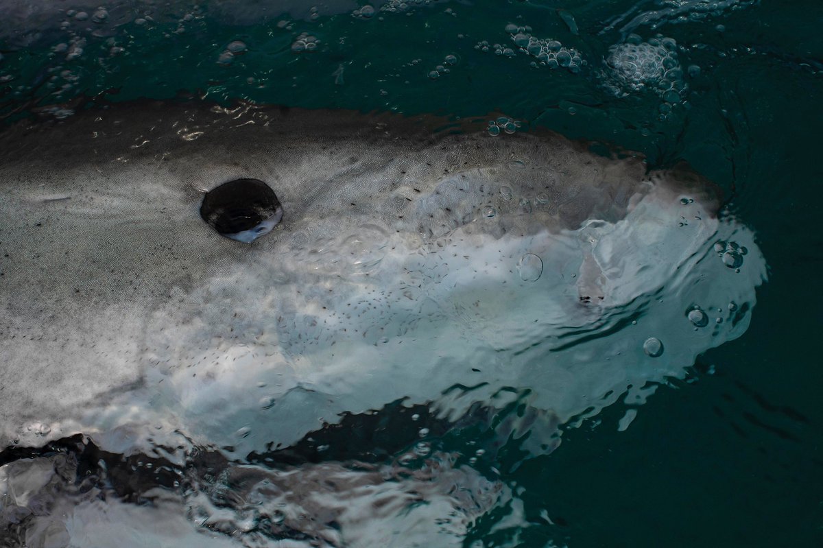 savingtheblue's tweet image. RT if you’re watching #SharkWeek right now??? 🦈🦈🦈🦈