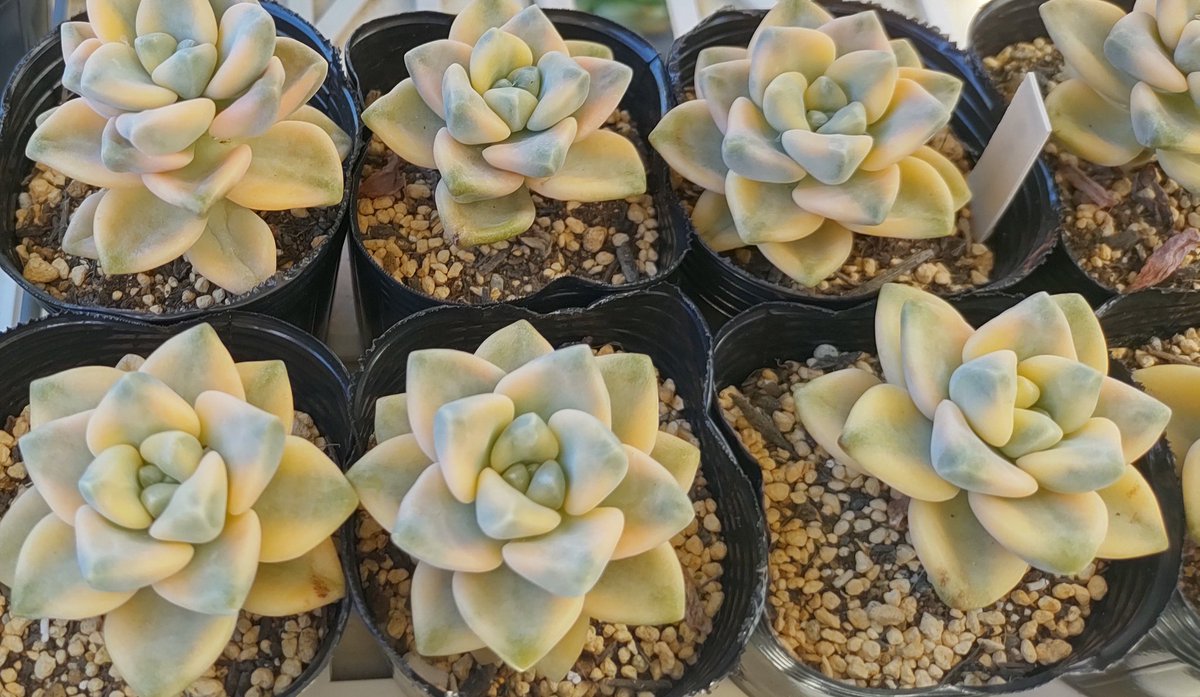 お取り置き専用　多肉植物　❁︎シュビル錦　未発根 ティチュバンス錦